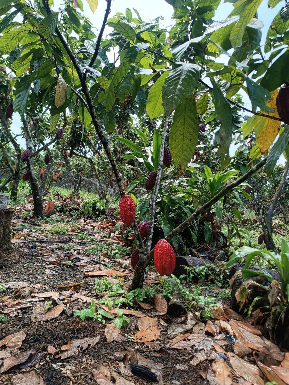 Mazorca de cacao en Los Mera